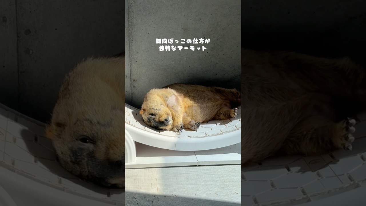 A Marmot with a Unique Way of Sunbathing #mamochi