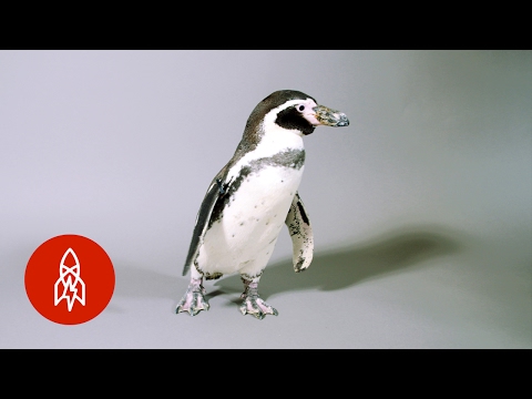 サバイバルのためのフンボルトペンギンのスライド (The Humboldt Penguin Slides for Survival)