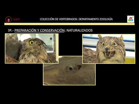 COLECCIÓN DE VERTEBRADOS DEL DEPARTAMENTO DE ZOOLOGÍA.VERTEBRADOS NATURALIZADOS