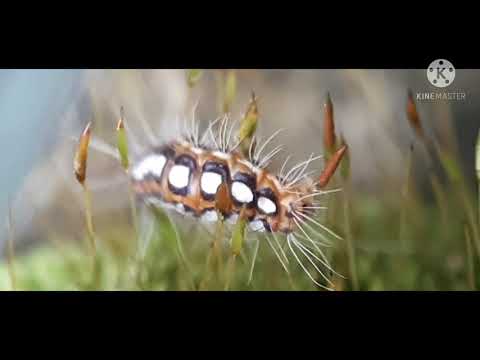 10 Fascinating Facts  About Caterpillars