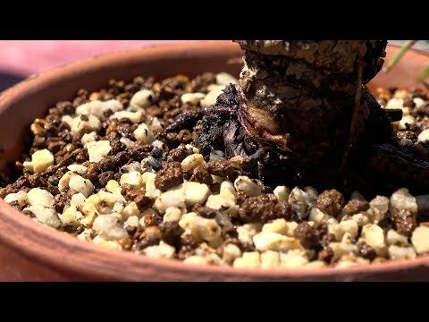 水やりの頻度と必要性