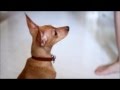 Puppy Power