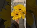 Sunflower's Here to Stay - Angels of Light (Fan Video)