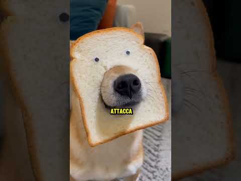 LA STORIA CHE HA COMMOSSO IL WEB🥹