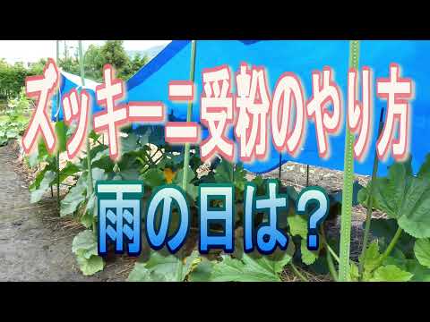 ズッキーニの受粉の仕方 失敗しないタイミングや雨の日は？ | ゆうがの楽々家庭菜園　