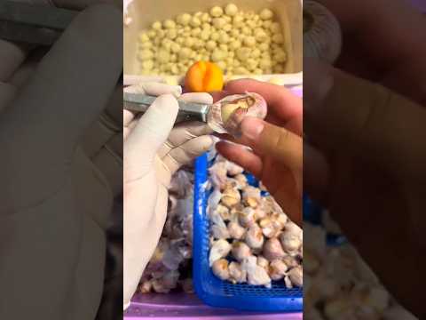 Modren Farming #shorts #agriculture #farming2024 #youngfarmers #EliteShortsUnleashed #2578