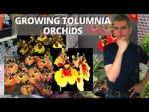 GROWING TOLUMNIA ORCHIDS - setting up for success!