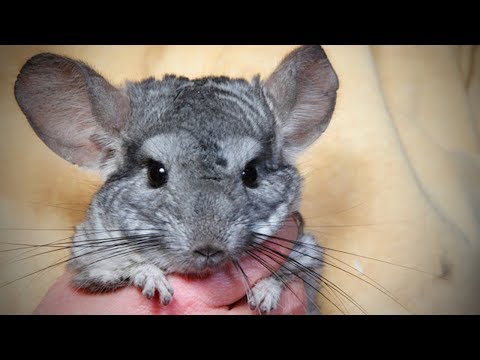 Funny Chinchilla 🐭Funny and Cute Chinchilla (Full) [Funny Pets]
