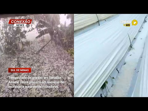 Vídeo: Tempestade de granizo em Senador Amaral causa prejuízo em lavouras de morango e surpreende moradores.