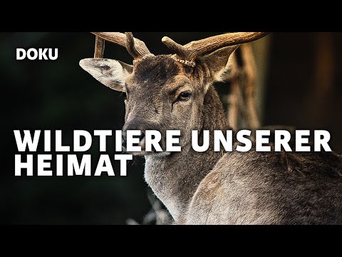 Wildtiere unserer Heimat (Tierdoku, Tierfilm, Dokumentarfilm, Doku, deutsch (*kostenlose Dokus*))