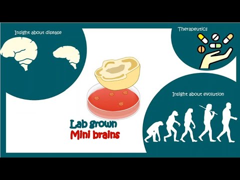 Lab Grown Mini Brain