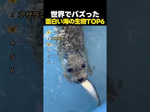 世界でバズった可愛い海の生き物たちTOP6