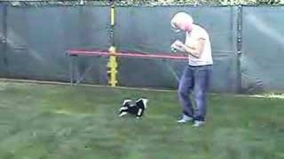 DOG DEMO TRAINING - DOG ACTORS - WARDROBE ON - SUPER CUTE