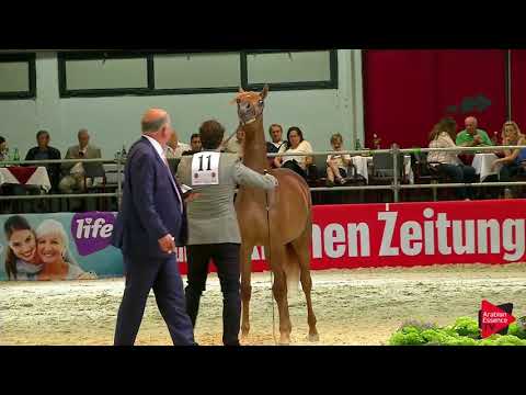 N 11 HURAYMILA AL SHAQAB   Wels 2019   Yearling Fillies Class 1B JOINED