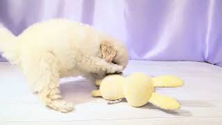 トイプードルの動画01