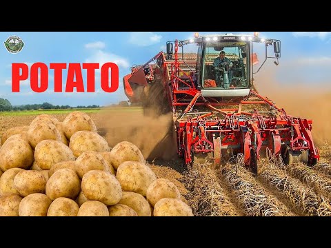 Harvest And Transport Million Potatoes In America This Way - Potato Process | Agriculture Technology