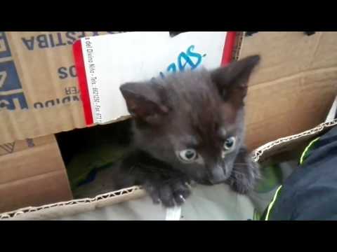 Este es el minino que adoptamos...