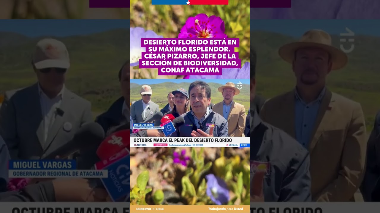 Revisa parte de la nota de CHV Noticias sobre la proyección y singularidad del Desierto Florido 2026