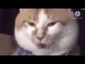 THX X Cat After Dentist HEADPHONE WARNING