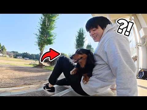 学校に迷い込んだダックスフンド【野生】