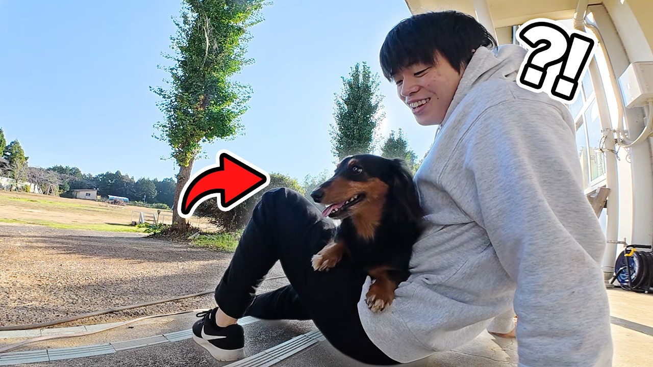 学校に迷い込んだダックスフンド【野生】