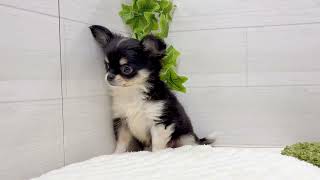 チワワ(ロング)の動画01