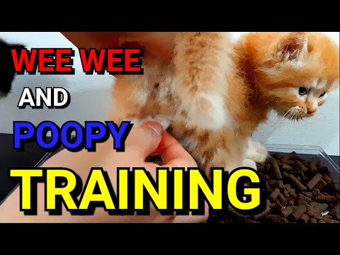 EP31 : How to Litter Train your Kittens