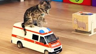 My Favorite Cat Play Fun Little Kitten Cartoon Pet Care Games