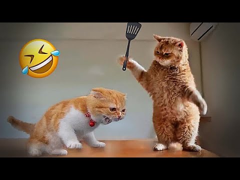 Hilarious Cats and Dogs😹🐶Funniest Animals 2024😺🐕‍🦺#3