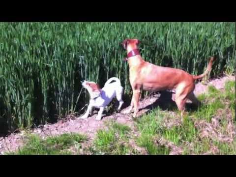 Il cane che salta come un canguro