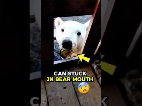 Polar Bear Begs For Help! - Happy Ending #shorts