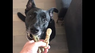 Dog Taste Test 3 - Dental Treats - Greenies vs. Fresh Kisses