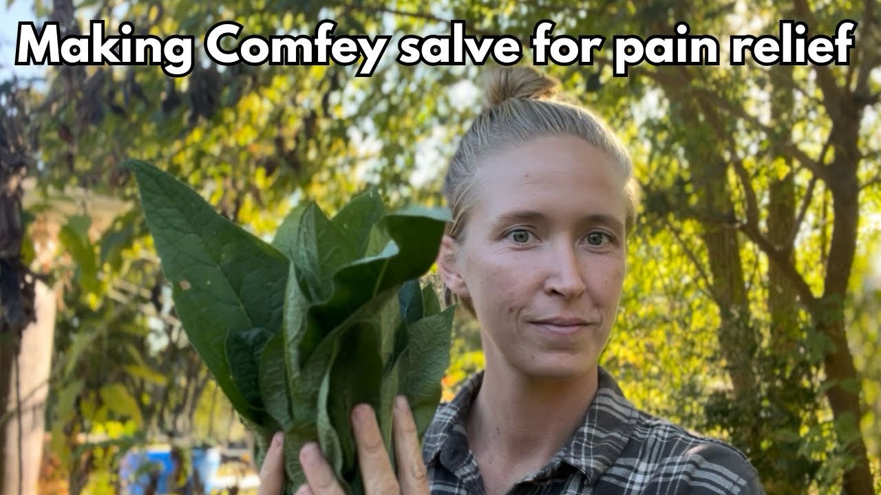 Make your own Comfrey Salve | No special equipment needed