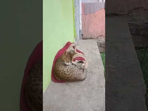 cat lover talk with cat for feel good vedio