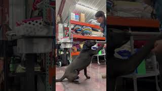 Video preview image #1 Mutt Puppy For Sale in Corning, AR, USA