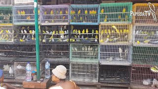 Птичий рынок Сатрия, Денпасар, Бали