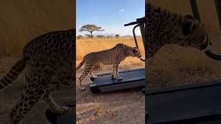 Cheetah Cardio Day 🐆🏃‍♂️ Wait for the sprint! #Shorts