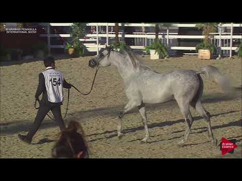 N.154 TUMOOH - 2019 Qatar Int. Peninsula show - Stallions 4 to 10 years old (Class 10)