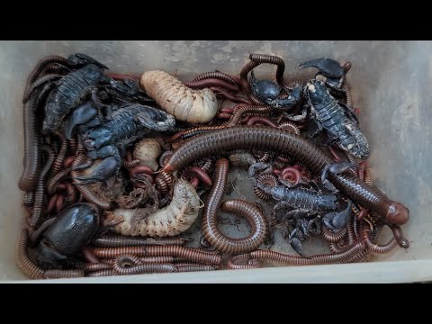 Catch Venomous Scorpion, Giant Millipede, Snails, Red Spotted Millipede, Small Red Millipedes