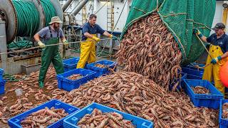 Como Eles Capturam Milhares De Toneladas De Camarão Na Austrália De Forma Simples