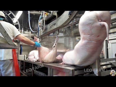 Mangalitsa Pig Farm - Hungary Explore Million USD Pig Farm Model | Pork Processing Factory