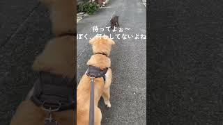 #ゴールデンレトリバー #大型犬 #ゴルパピ#日常vlog