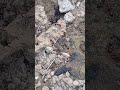 Advance 3D View BUSY ANTS 🪬 Ants Nature Shorts Undergroundhouse All दौड़ चींटी