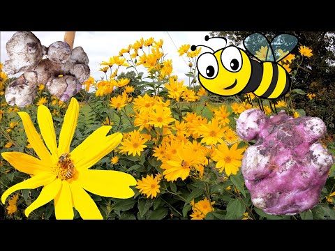 Topinambur im Garten anbauen 🌻 Jetzt pflanzen, später wunderschöne Blüten und essbare Knollen 🌻 4K 🌻