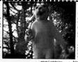 The Ruby Suns - Tane Mahuta