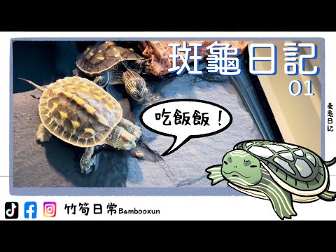 養斑龜