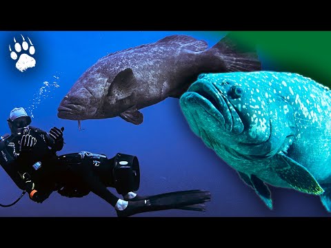UNDERWATER Mysteries: The GROUPERS of French Polynesia ⎮ Documentary