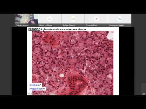 05 Istologia Ghiandole Salivari e Ghiandola Mammaria canale B