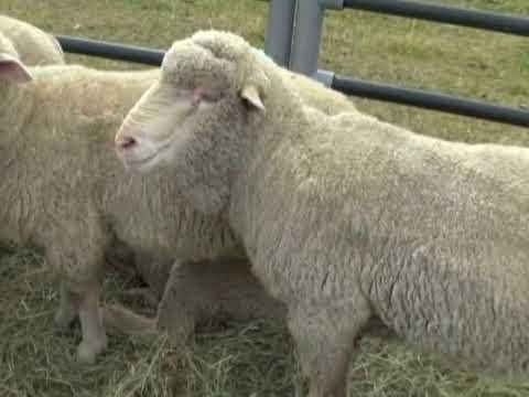 Venta Anual de Carneros