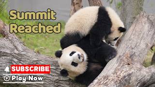 Panda Cub Attempts To Conquer 